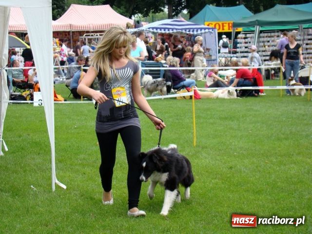 Zdjęcie w galerii na portalu naszraciborz.pl: Psie piękności zjechały do Raciborza wiadomości z regionu