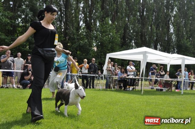 Zdjęcie w galerii na portalu naszraciborz.pl: Psie piękności zjechały do Raciborza wiadomości z regionu