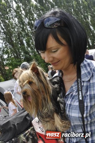 Zdjęcie w galerii na portalu naszraciborz.pl: Psie piękności zjechały do Raciborza wiadomości z regionu