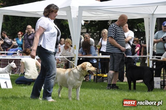 Zdjęcie w galerii na portalu naszraciborz.pl: Psie piękności zjechały do Raciborza wiadomości z regionu