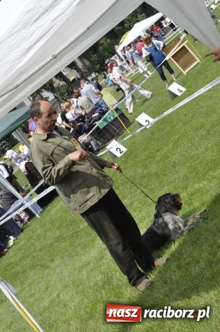 Zdjęcie w galerii na portalu naszraciborz.pl: Psie piękności zjechały do Raciborza wiadomości z regionu