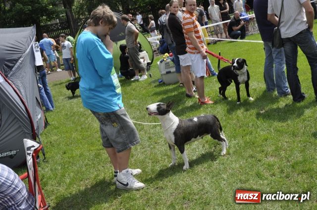 Zdjęcie w galerii na portalu naszraciborz.pl: Psie piękności zjechały do Raciborza wiadomości z regionu