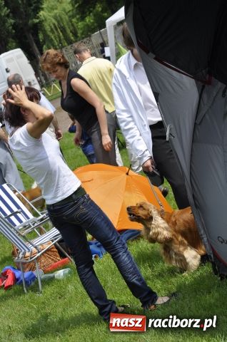 Zdjęcie w galerii na portalu naszraciborz.pl: Psie piękności zjechały do Raciborza wiadomości z regionu