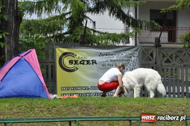 Zdjęcie w galerii na portalu naszraciborz.pl: Psie piękności zjechały do Raciborza wiadomości z regionu