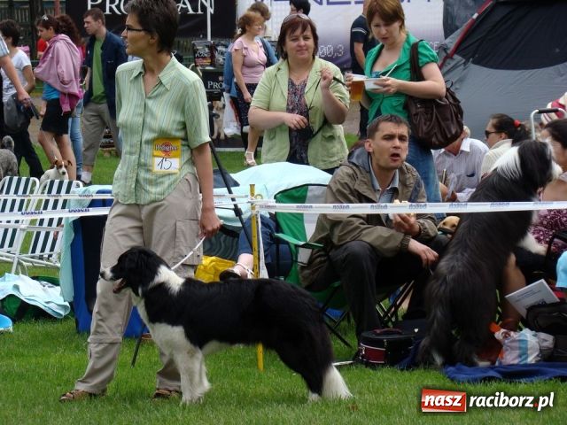 Zdjęcie w galerii na portalu naszraciborz.pl: Psie piękności zjechały do Raciborza wiadomości z regionu