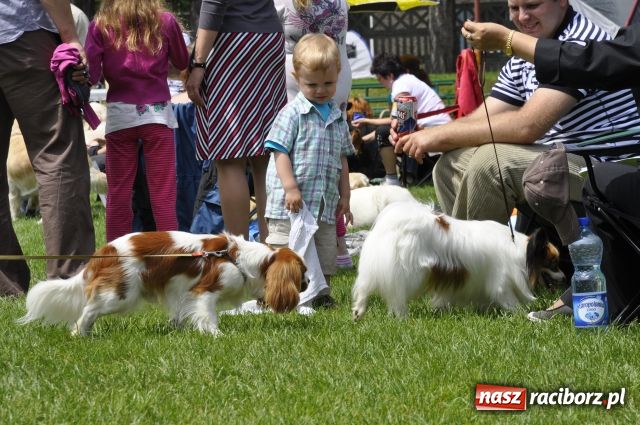 Zdjęcie w galerii na portalu naszraciborz.pl: Psie piękności zjechały do Raciborza wiadomości z regionu