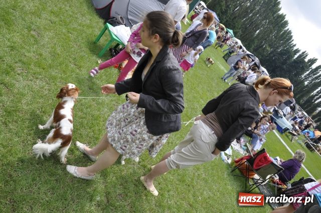 Zdjęcie w galerii na portalu naszraciborz.pl: Psie piękności zjechały do Raciborza wiadomości z regionu