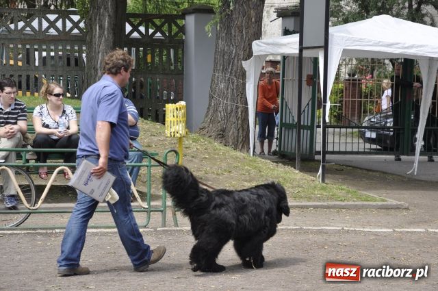 Zdjęcie w galerii na portalu naszraciborz.pl: Psie piękności zjechały do Raciborza wiadomości z regionu
