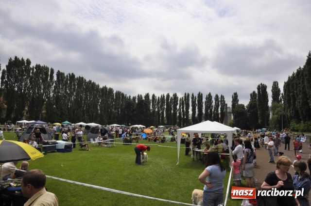 Zdjęcie w galerii na portalu naszraciborz.pl: Psie piękności zjechały do Raciborza wiadomości z regionu