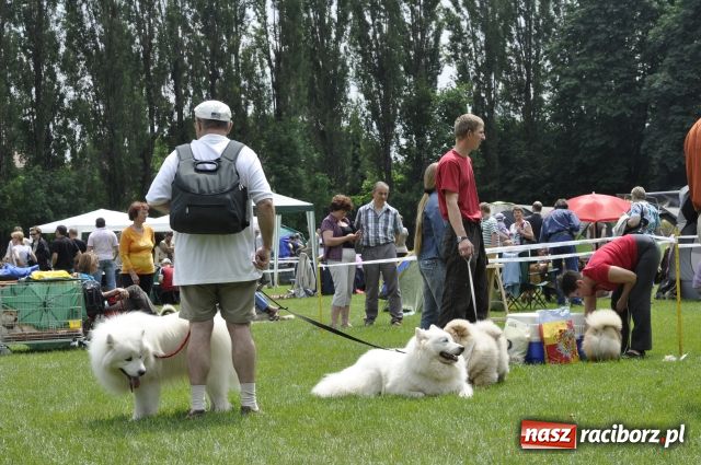 Zdjęcie w galerii na portalu naszraciborz.pl: Psie piękności zjechały do Raciborza wiadomości z regionu