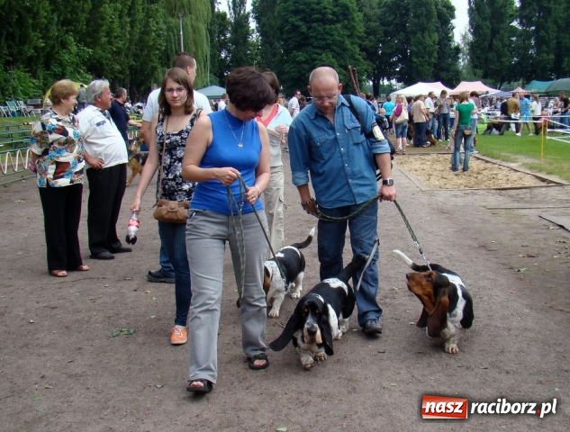 Zdjęcie w galerii na portalu naszraciborz.pl: Psie piękności zjechały do Raciborza wiadomości z regionu