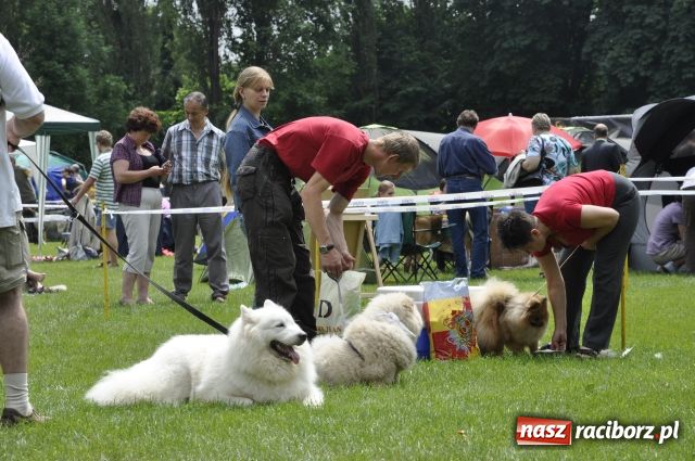 Zdjęcie w galerii na portalu naszraciborz.pl: Psie piękności zjechały do Raciborza wiadomości z regionu