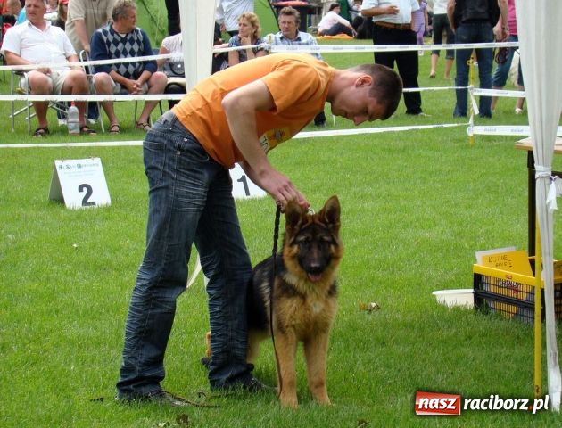 Zdjęcie w galerii na portalu naszraciborz.pl: Psie piękności zjechały do Raciborza wiadomości z regionu