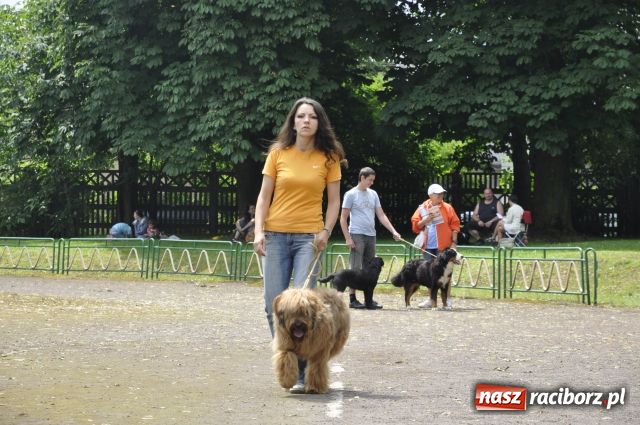 Zdjęcie w galerii na portalu naszraciborz.pl: Psie piękności zjechały do Raciborza wiadomości z regionu