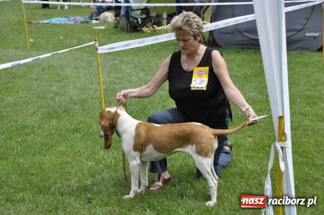 Zdjęcie w galerii na portalu naszraciborz.pl: Psie piękności zjechały do Raciborza wiadomości z regionu