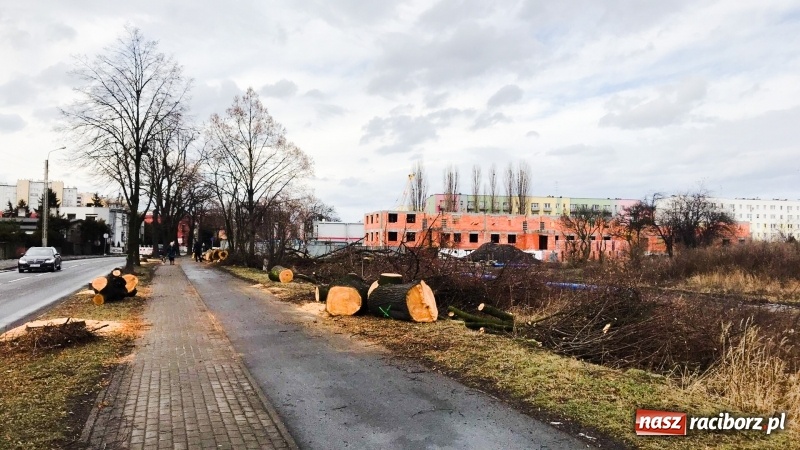 Zdjęcie w galerii na portalu naszraciborz.pl: Na Łąkowej, Kościuszki i Ocickiej ruszyła wycinka drzew  wiadomości z regionu