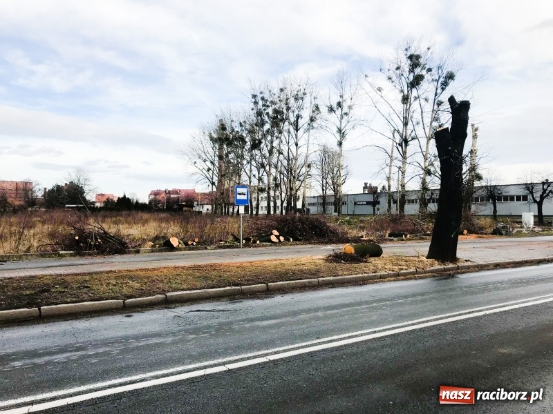 Zdjęcie w galerii na portalu naszraciborz.pl: Na Łąkowej, Kościuszki i Ocickiej ruszyła wycinka drzew  wiadomości z regionu