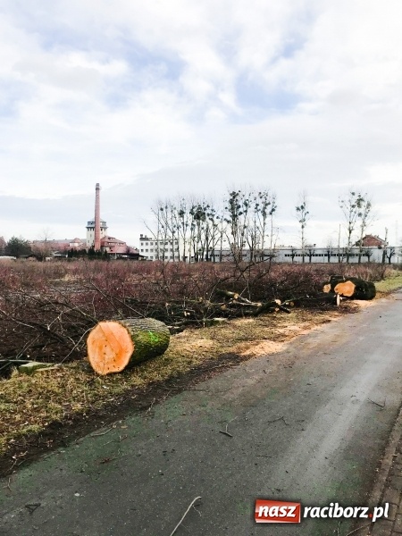 Zdjęcie w galerii na portalu naszraciborz.pl: Na Łąkowej, Kościuszki i Ocickiej ruszyła wycinka drzew  wiadomości z regionu
