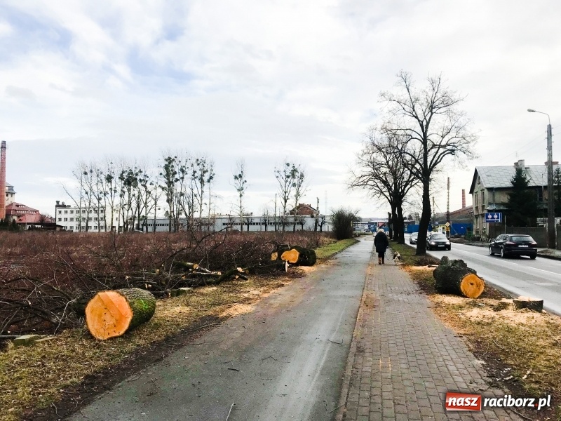 Zdjęcie w galerii na portalu naszraciborz.pl: Na Łąkowej, Kościuszki i Ocickiej ruszyła wycinka drzew  wiadomości z regionu