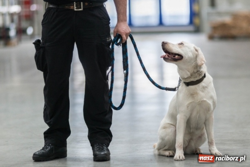 Zdjęcie w galerii na portalu naszraciborz.pl: Są niezawodne i wyjątkowe. O psach w śląskiej służbie celno-skarbowej  wiadomości z regionu