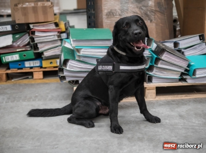 Zdjęcie w galerii na portalu naszraciborz.pl: Są niezawodne i wyjątkowe. O psach w śląskiej służbie celno-skarbowej  wiadomości z regionu