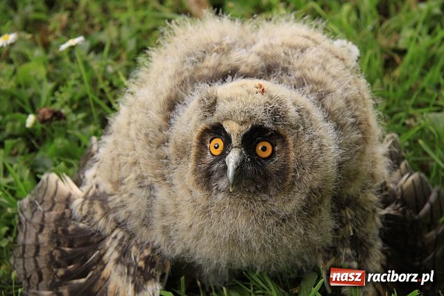 Zdjęcie w galerii na portalu naszraciborz.pl: Policjanci na ratunek sowie wiadomości z regionu