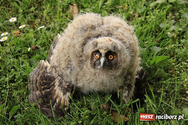 Zdjęcie w galerii na portalu naszraciborz.pl: Policjanci na ratunek sowie wiadomości z regionu