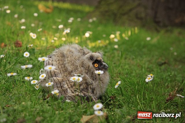 Zdjęcie w galerii na portalu naszraciborz.pl: Policjanci na ratunek sowie wiadomości z regionu