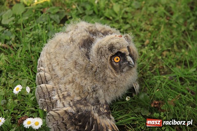 Zdjęcie w galerii na portalu naszraciborz.pl: Policjanci na ratunek sowie wiadomości z regionu