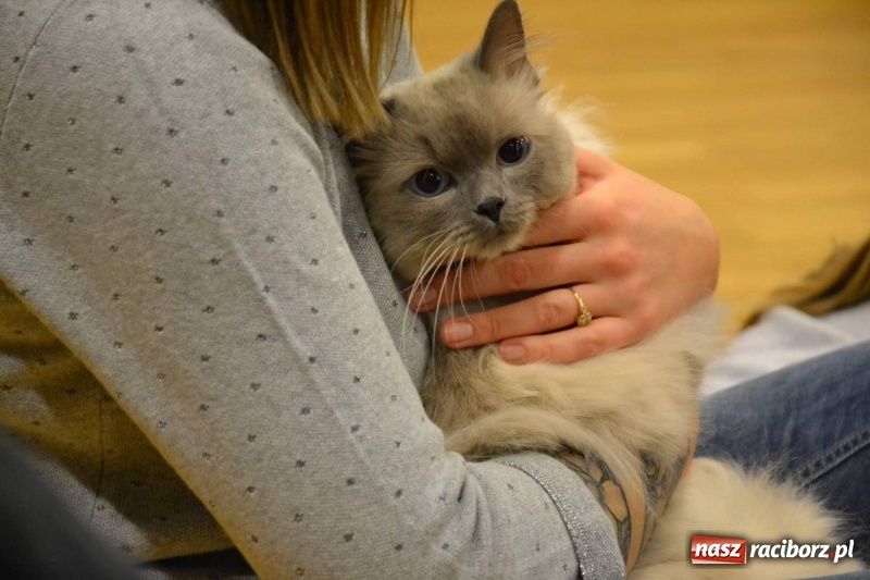 Zdjęcie w galerii na portalu naszraciborz.pl: Ferie zimowe na Zamku Piastowskim. Dziś obchodzono Dzień Kota wiadomości z regionu