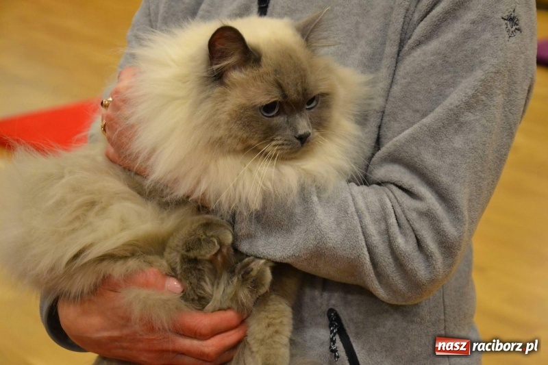 Zdjęcie w galerii na portalu naszraciborz.pl: Ferie zimowe na Zamku Piastowskim. Dziś obchodzono Dzień Kota wiadomości z regionu