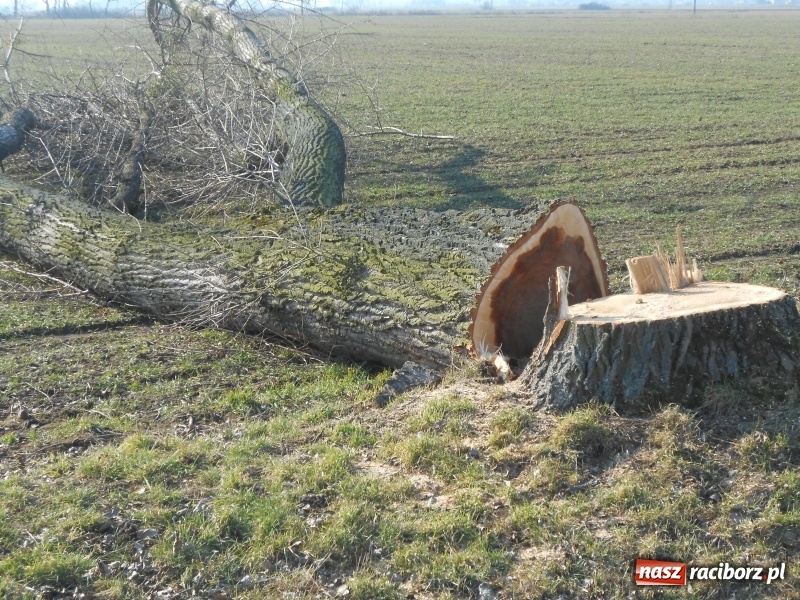 Zdjęcie w galerii na portalu naszraciborz.pl: Dęby i klony zastąpią topole z drogi Nędza-Ciechowice-Turze wiadomości z regionu