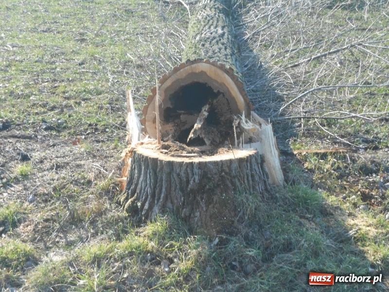 Zdjęcie w galerii na portalu naszraciborz.pl: Dęby i klony zastąpią topole z drogi Nędza-Ciechowice-Turze wiadomości z regionu