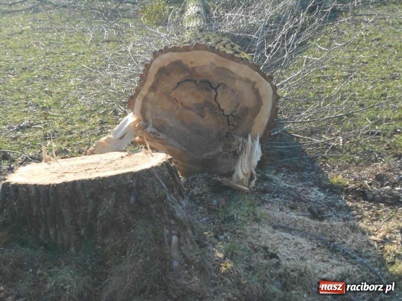 Zdjęcie w galerii na portalu naszraciborz.pl: Dęby i klony zastąpią topole z drogi Nędza-Ciechowice-Turze wiadomości z regionu