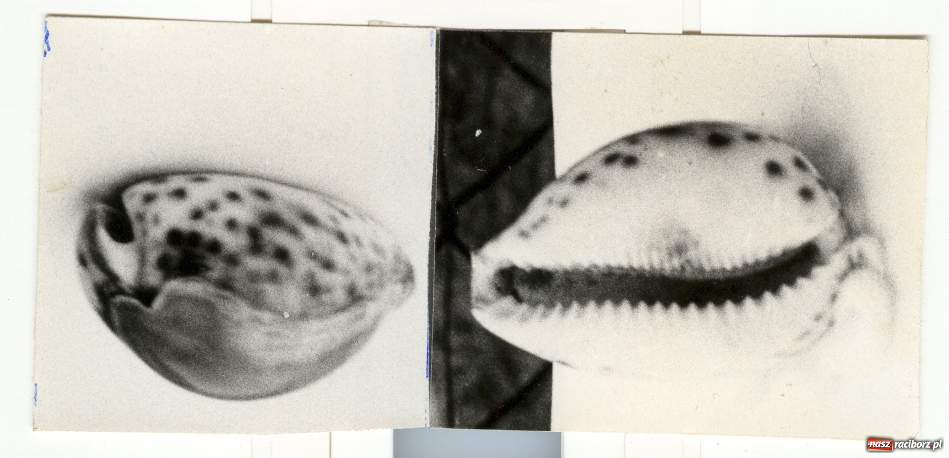 Zdjęcie w galerii na portalu naszraciborz.pl: Ksiądz, który uratował historię wsi, krytykował faszyzm i nie znosił proboszcza  wiadomości z regionu