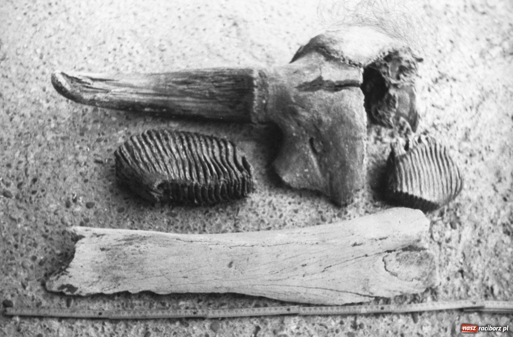 Zdjęcie w galerii na portalu naszraciborz.pl: Ksiądz, który uratował historię wsi, krytykował faszyzm i nie znosił proboszcza  wiadomości z regionu