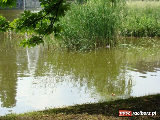 Zdjęcie w galerii na portalu naszraciborz.pl: Niech tu ktoś posprząta! wiadomości z regionu
