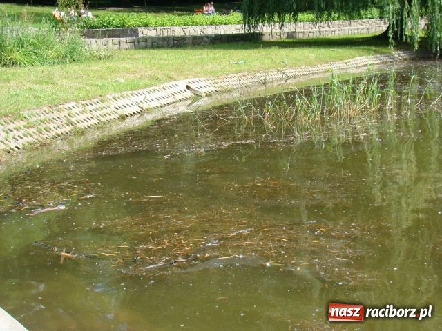Zdjęcie w galerii na portalu naszraciborz.pl: Niech tu ktoś posprząta! wiadomości z regionu