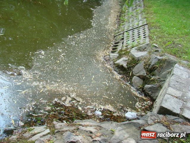 Zdjęcie w galerii na portalu naszraciborz.pl: Niech tu ktoś posprząta! wiadomości z regionu