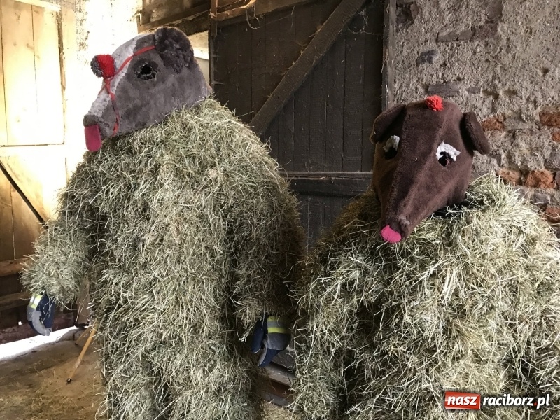 Zdjęcie w galerii na portalu naszraciborz.pl: Młoda para, małpice, misie i kominiarz. Samborowicki tanzbär na koniec karnawału  wiadomości z regionu