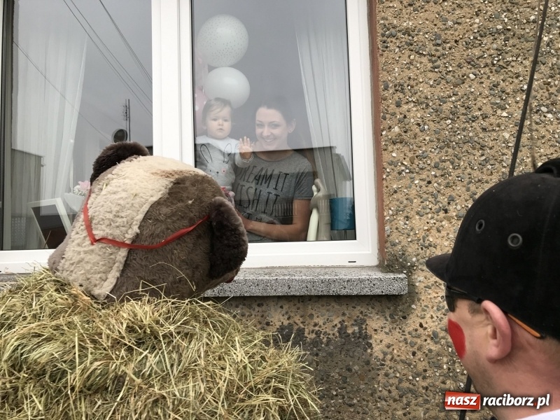 Zdjęcie w galerii na portalu naszraciborz.pl: Młoda para, małpice, misie i kominiarz. Samborowicki tanzbär na koniec karnawału  wiadomości z regionu
