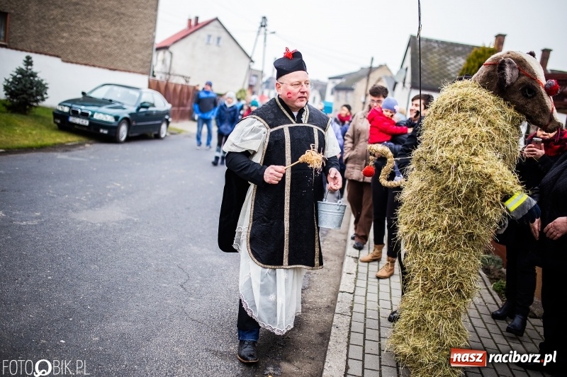 Zdjęcie w galerii na portalu naszraciborz.pl: Młoda para, małpice, misie i kominiarz. Samborowicki tanzbär na koniec karnawału  wiadomości z regionu