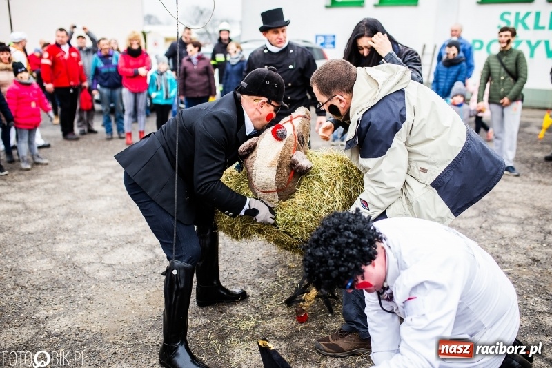 Zdjęcie w galerii na portalu naszraciborz.pl: Młoda para, małpice, misie i kominiarz. Samborowicki tanzbär na koniec karnawału  wiadomości z regionu
