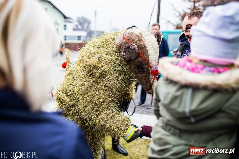 Zdjęcie w galerii na portalu naszraciborz.pl: Młoda para, małpice, misie i kominiarz. Samborowicki tanzbär na koniec karnawału  wiadomości z regionu