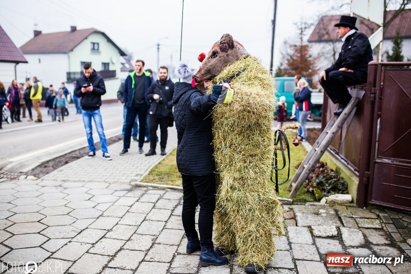Zdjęcie w galerii na portalu naszraciborz.pl: Młoda para, małpice, misie i kominiarz. Samborowicki tanzbär na koniec karnawału  wiadomości z regionu