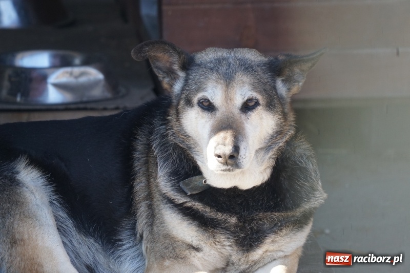 Zdjęcie w galerii na portalu naszraciborz.pl: Raciborskie schronisko dla zwierząt umożliwia spacery ze swoimi psami wiadomości z regionu