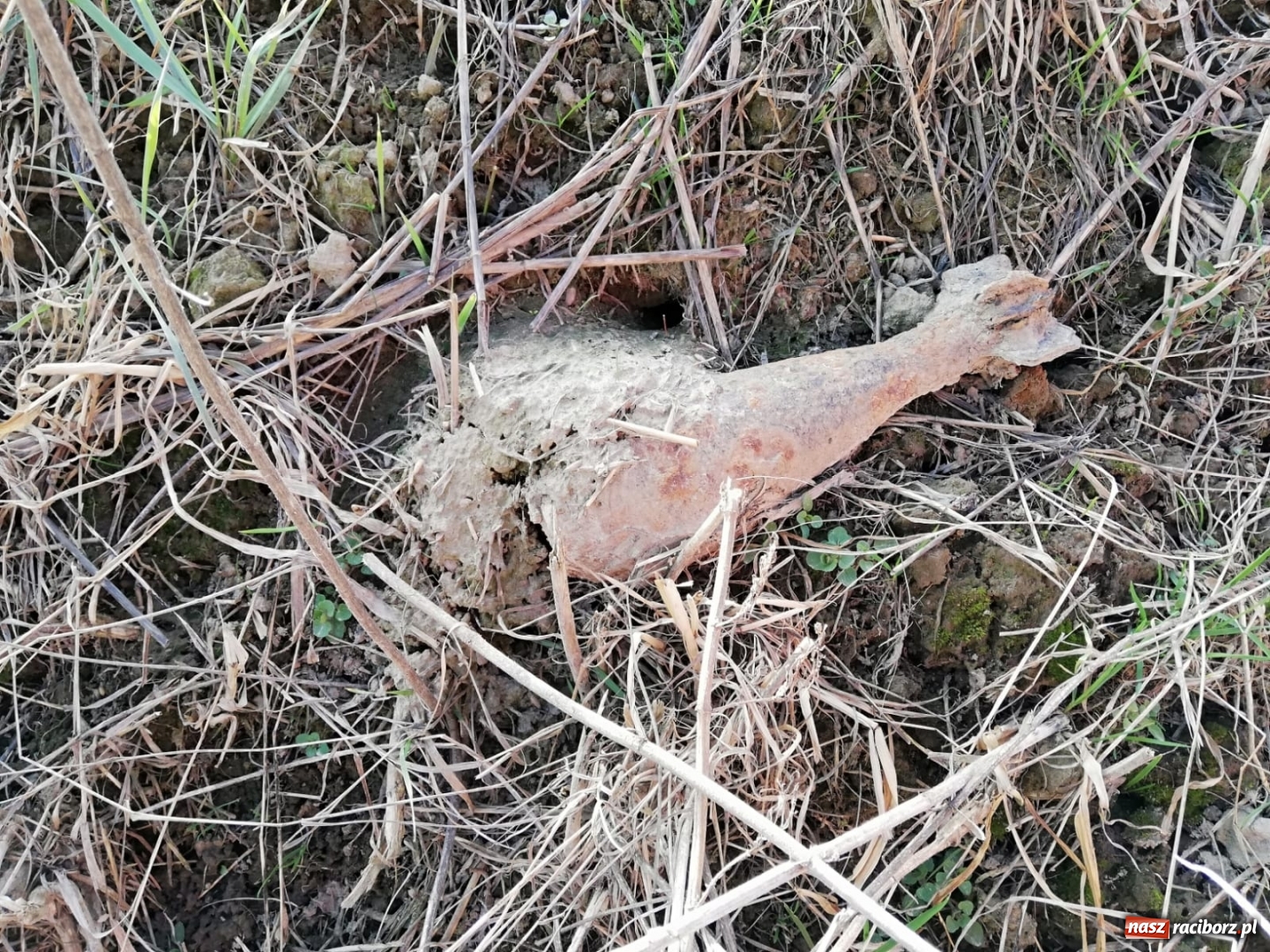 Zdjęcie w galerii na portalu naszraciborz.pl: Dwa niewybuchy z czasów II wojny światowej  wiadomości z regionu