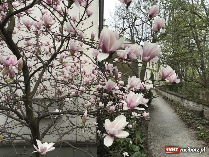 Zdjęcie w galerii na portalu naszraciborz.pl: Czy wiesz, gdzie kwitną najpiękniejsze magnolie? Odkryj z nami magiczny Cieszyn!  wiadomości z regionu