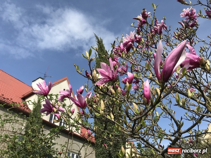 Zdjęcie w galerii na portalu naszraciborz.pl: Czy wiesz, gdzie kwitną najpiękniejsze magnolie? Odkryj z nami magiczny Cieszyn!  wiadomości z regionu