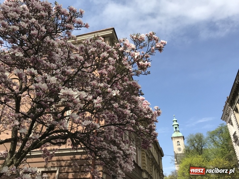Zdjęcie w galerii na portalu naszraciborz.pl: Czy wiesz, gdzie kwitną najpiękniejsze magnolie? Odkryj z nami magiczny Cieszyn!  wiadomości z regionu
